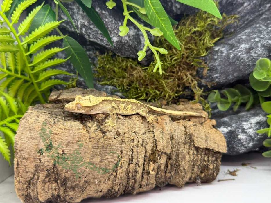 Gekon orzęsiony Gekony orzęsione Konin