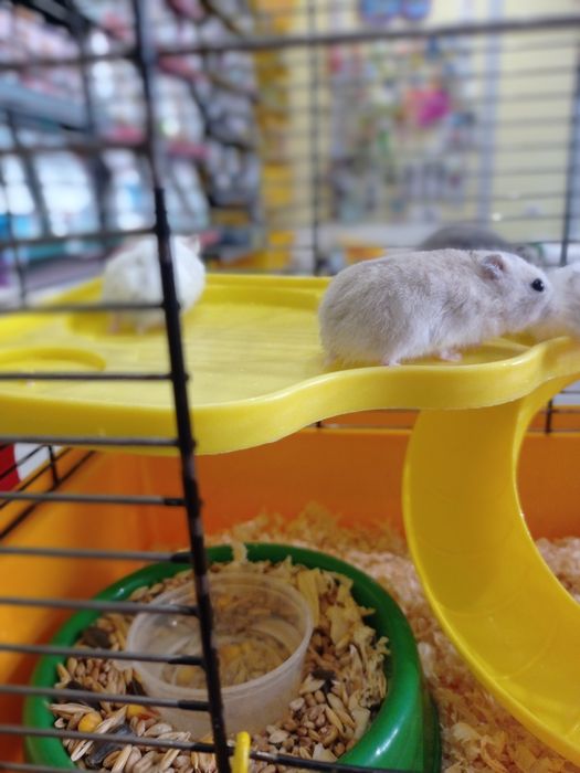 Джунгарики хом'яки