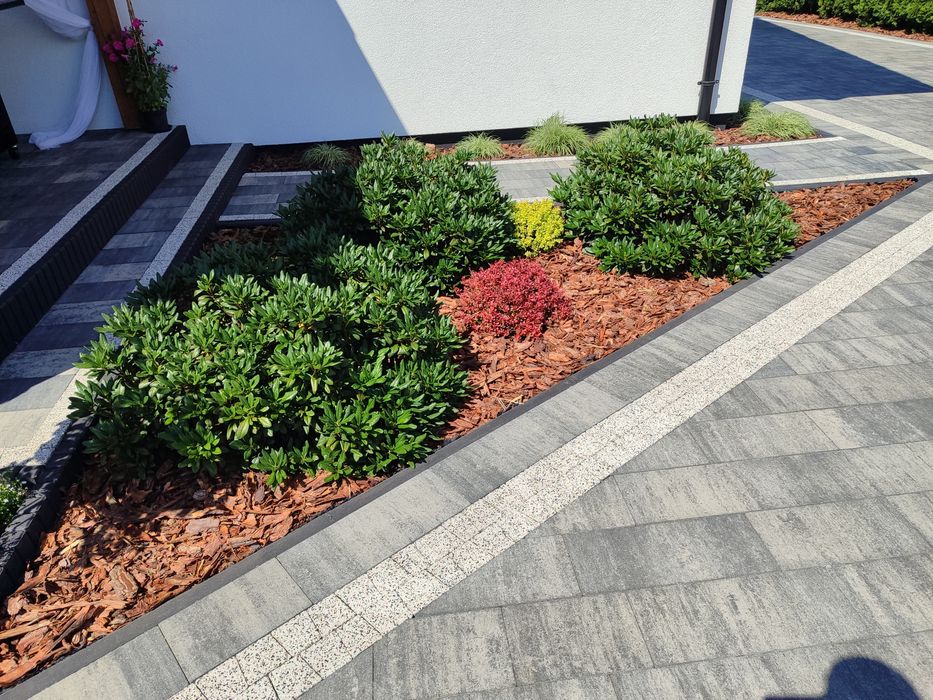 Sprzedam 3 krzewy rodendronów