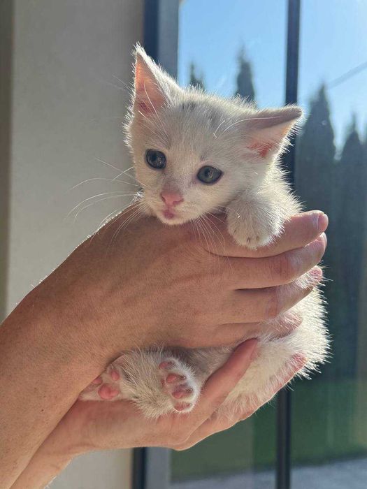 Кошенята ~2 місяці. Білі хлопчик та дівчинка. Безкоштовно.
