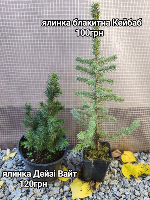 Хвойні та декоративно листяні рослини для  саду