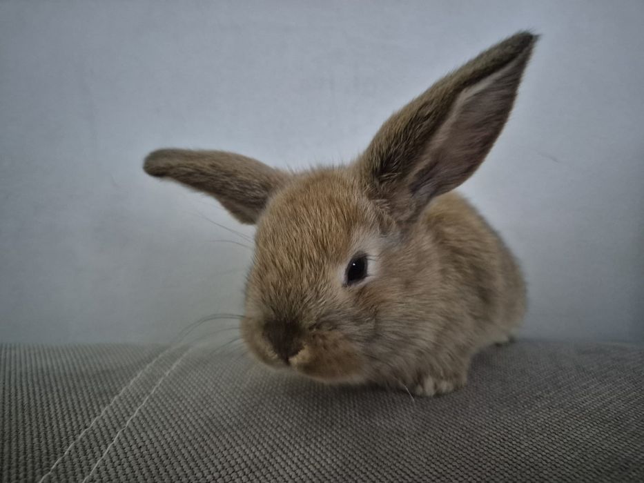 Króliki miniaturowe Baranki. Sklep zoologiczny Rafa Kraków.