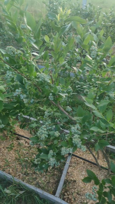 Sprzedam krzewy borówki amerykańskiej