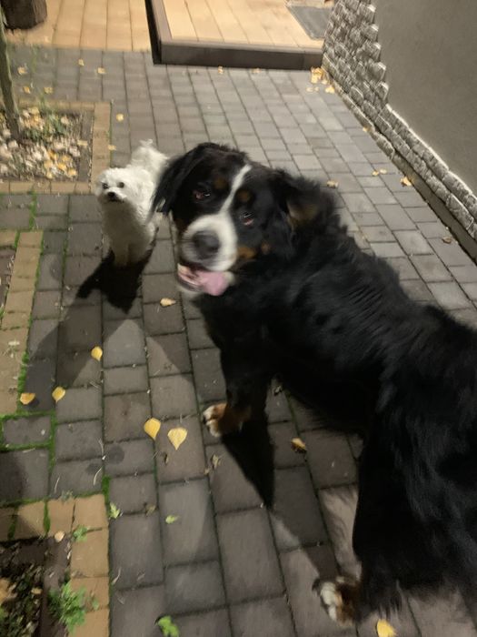 Domowy Hotel dla Zwierzaków