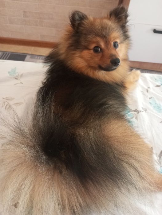 В'язка шпіца молодий принц