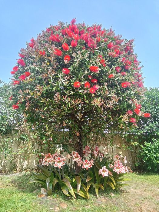Limpeza de jardins e terrenos - Jardineiro .