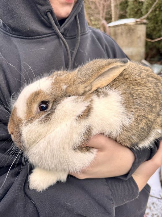 Królik srokacz duże mieszańce