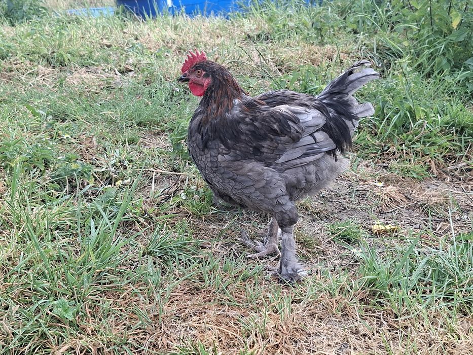Koguty marans i inne 7 miesięczne