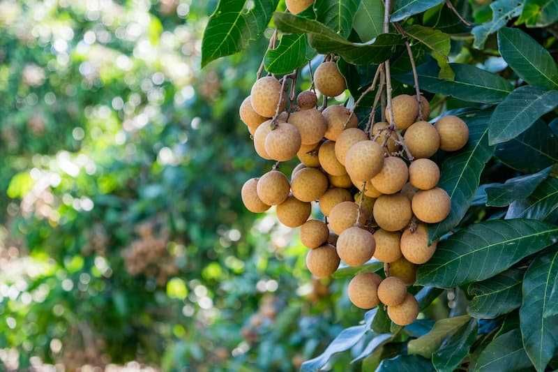 Longan Árvores Exóticas