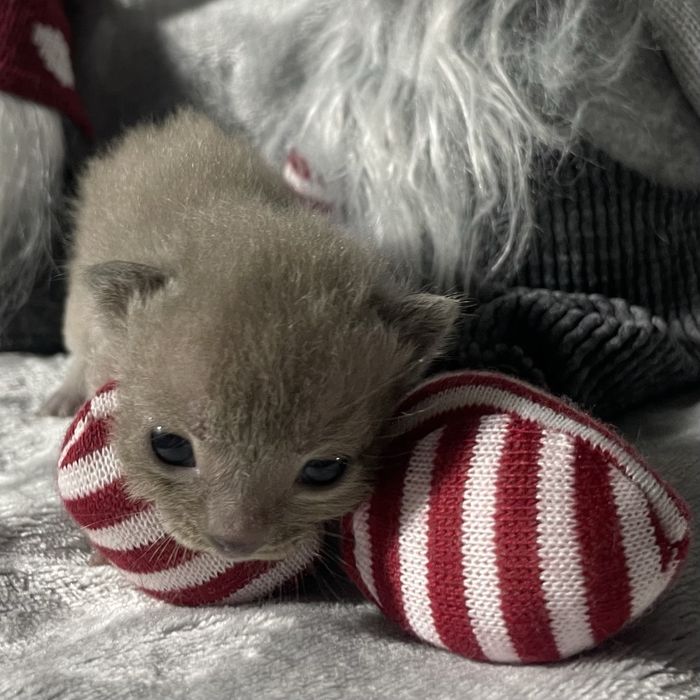 Кошенята європейської бурми