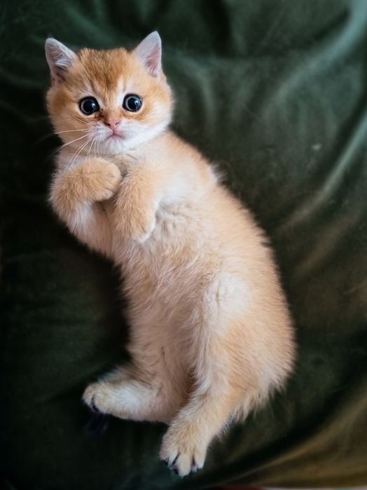 Кошеня шотландська золота шиншила