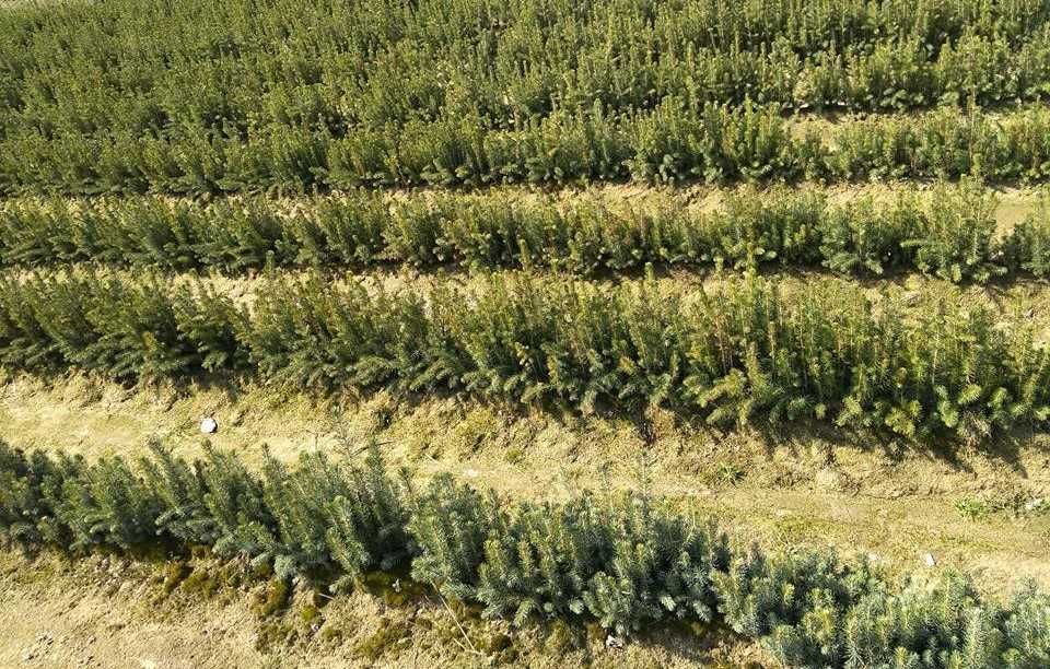 Sadzonki świerka pospolitego. Sadzonki drzew leśnych.