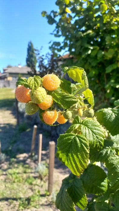 Малина жовта ремонтантна