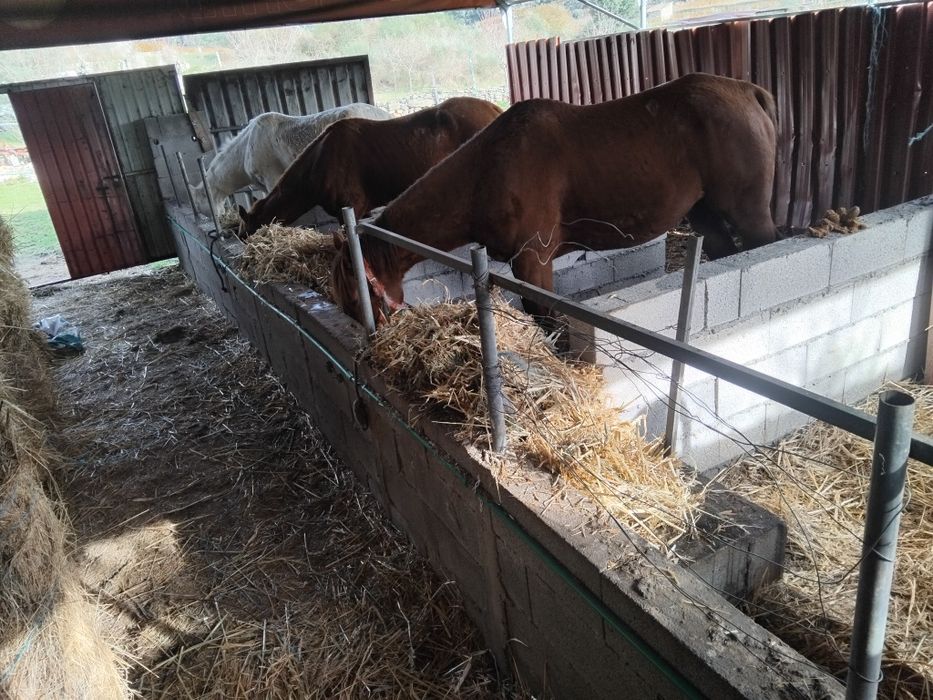 Cavalo tratador francês