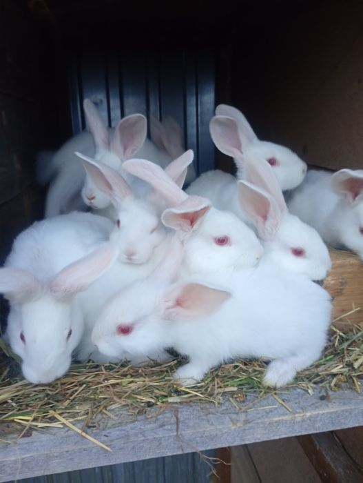 Sprzedam młode króliki