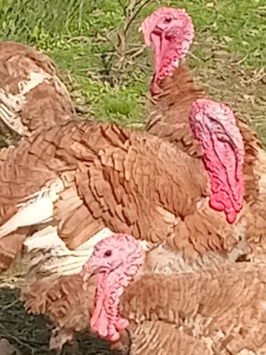 Індичата червоний бурбон