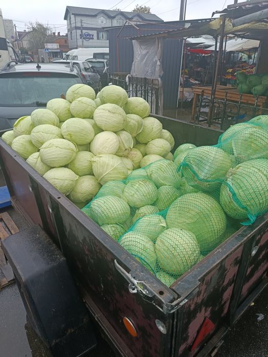 Продам капусту сорт агресор