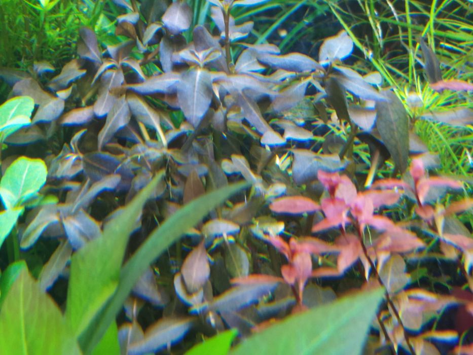 Hygrophila bold na 2 plan. Hodowla podwodna. Gratisy .