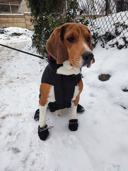 Бигль вязка 3 года кобель