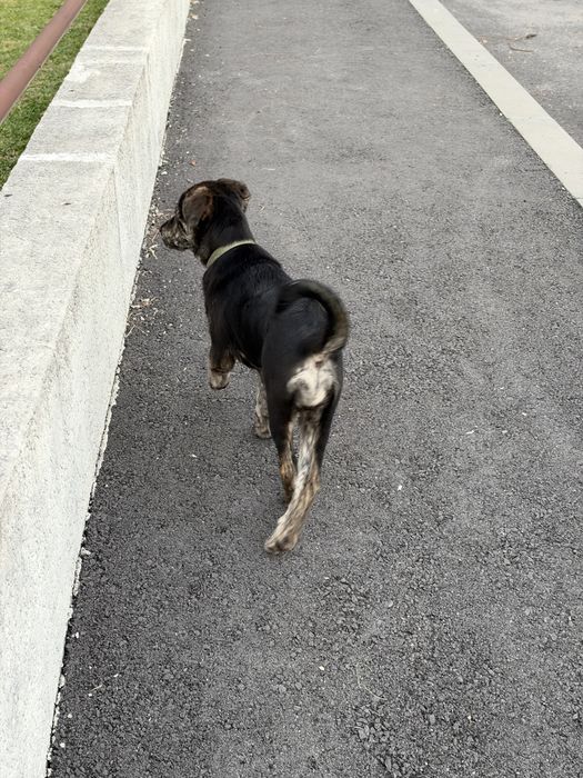 Doaçāo Cachorro Fêmea