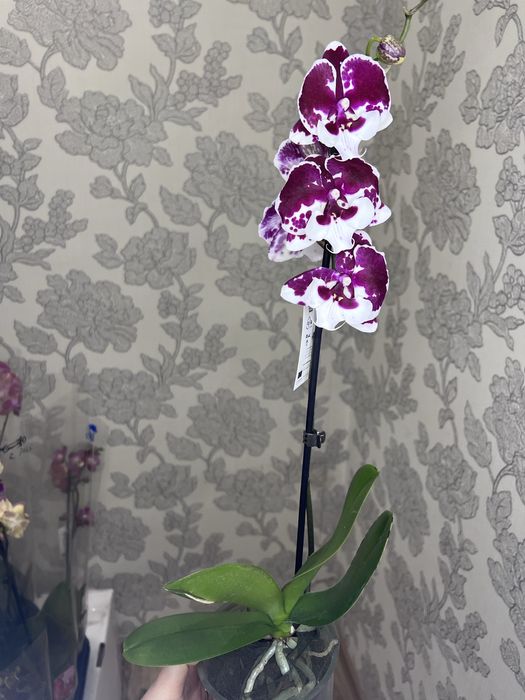 Орхідеї асортимент від 100 грн