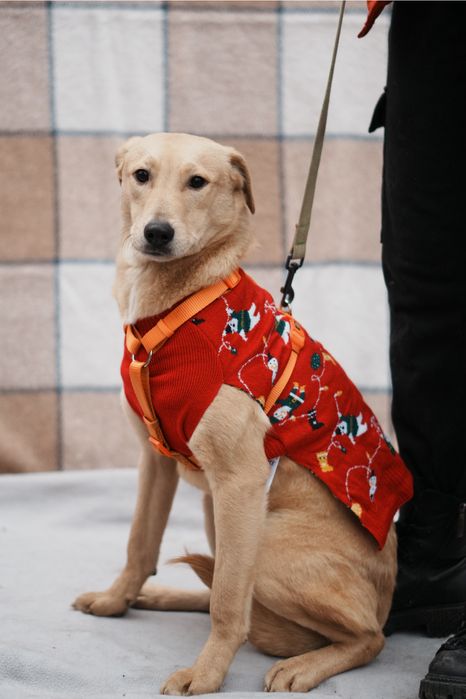 Песики з зони бойових дій мріють стати домашніми!