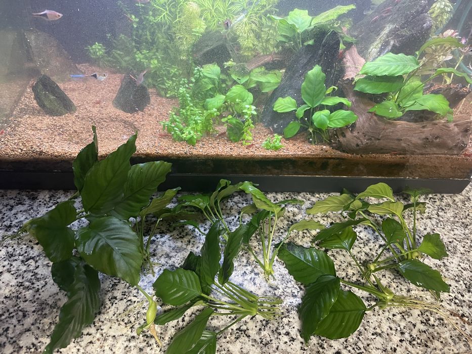 Vendo Anubia nana