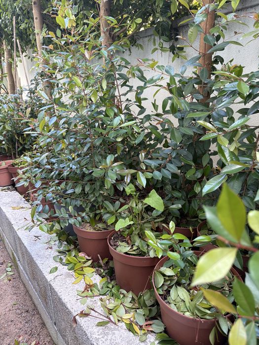 Eugenia myrtifolia - particular - superior a 1metro