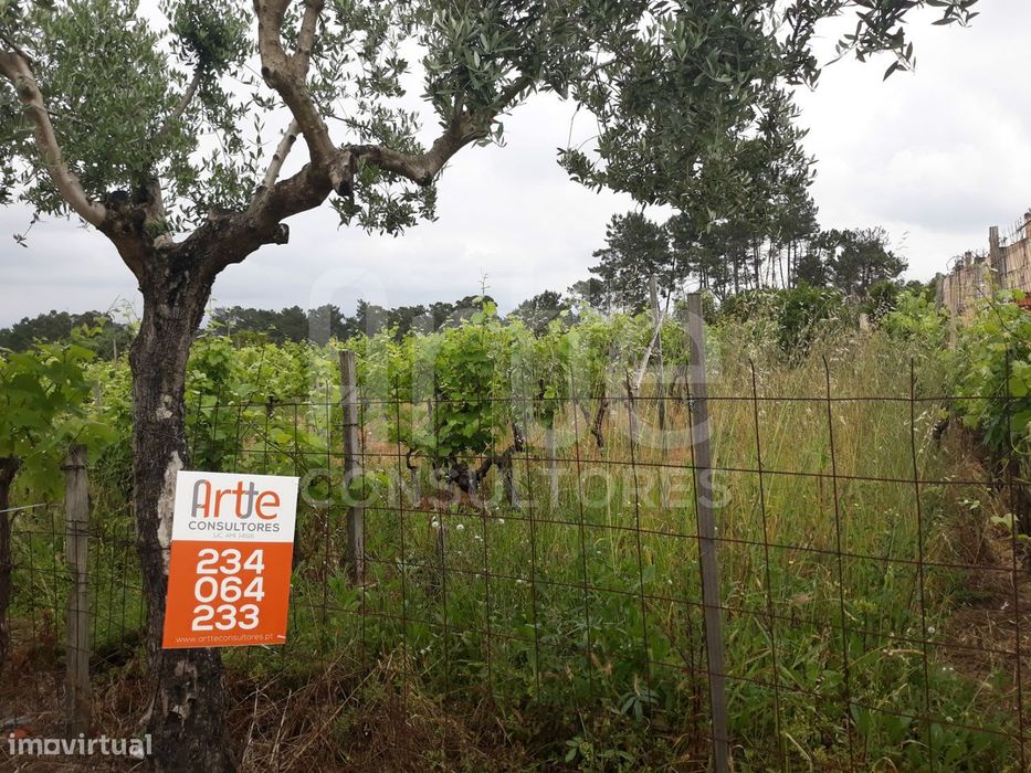 Terreno  Venda em Oiã,Oliveira do Bairro