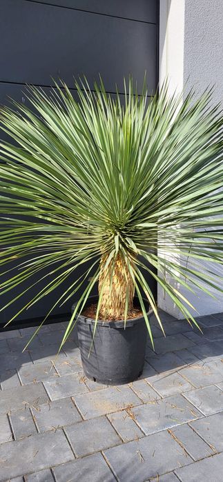 Palma mrozoodporna.  Rośliny egzotyczne.  Yucca rostrata  fortunei
