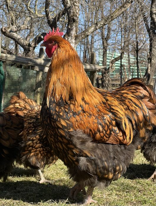 Продається когут породи Брама і Орпінгтон