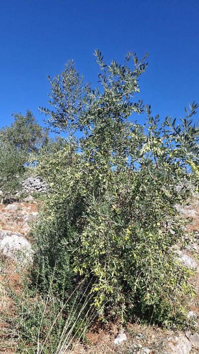 Terreno Rural, para venda nos Casais da Moreta. Monsanto ACN Santarém.