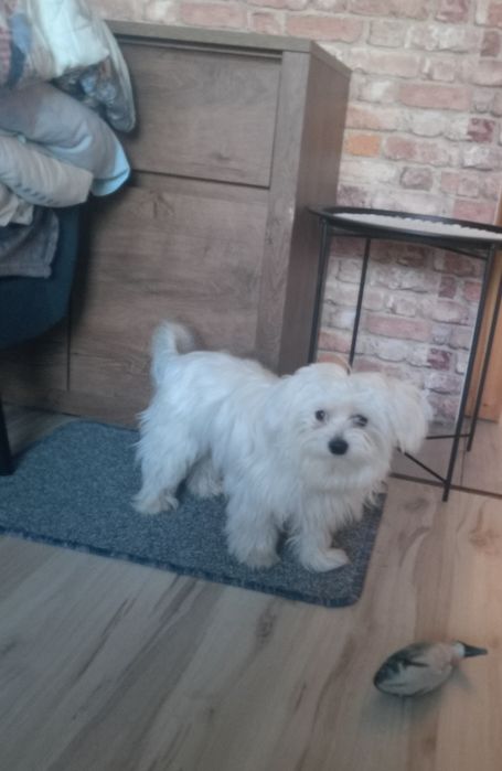 Maltańczyk pies 10 miesięcy