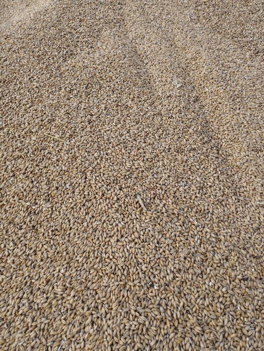 Pszenżyto tegoroczne