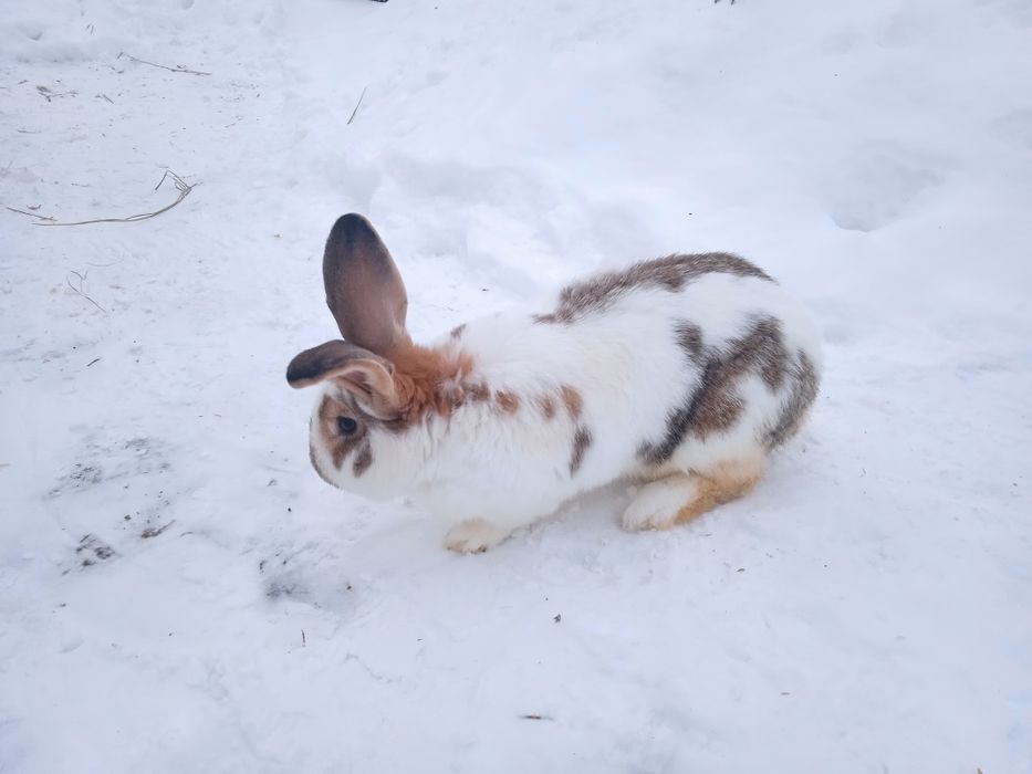Кролі .робочий самчик
