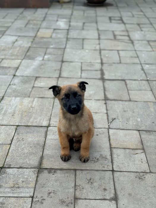 Цуценята малінуа