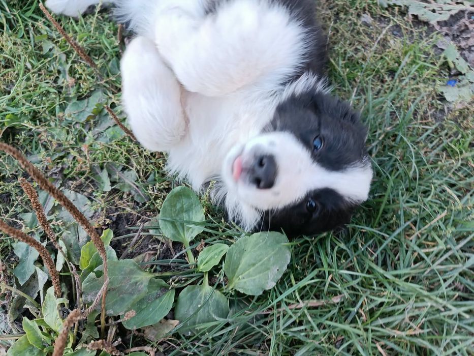 Border collie szczenię suczka