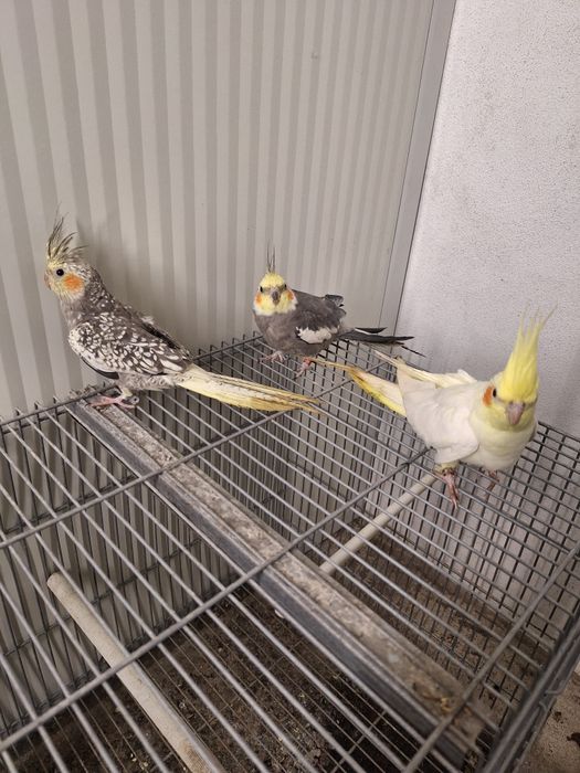 Cataturas  domisticadas