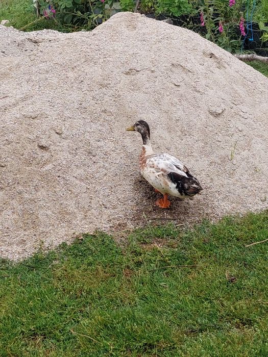 Pato real macho adulto