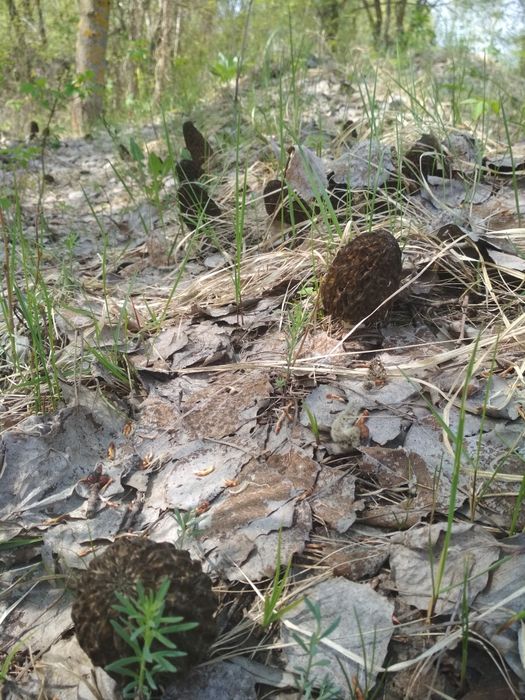 Сморчки Morchella conica 2025