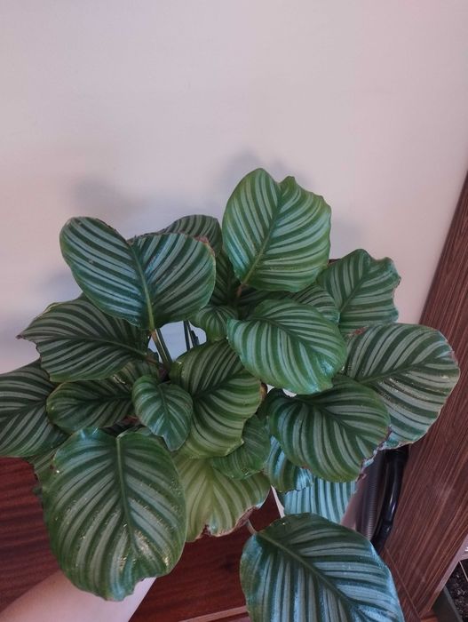 Kalatea Orbifolia