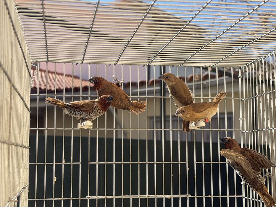 Diamante dominó (Criador Legal ICNF)