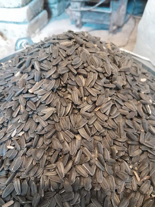 Насіння соняшника 10л відром