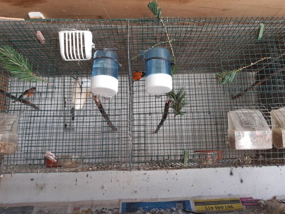 Viveiros de Rede para Aves