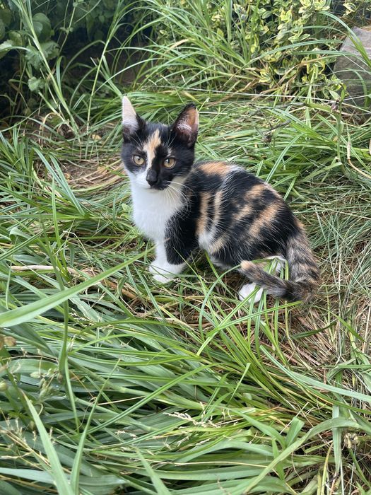 Віддам кошенят в добрі руки