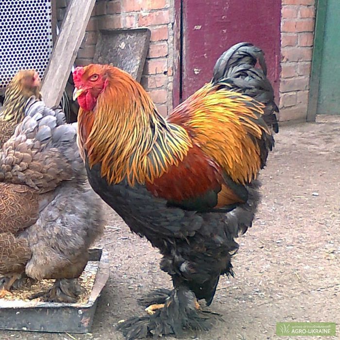 Петухи брама окрас куропатчатый