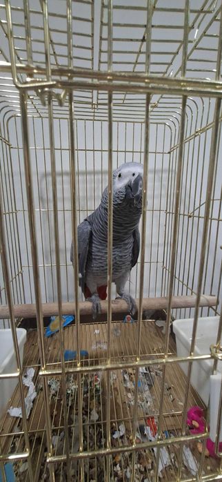 Papagaio cinzento