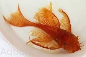 пигмей, дупликариус, голд лазер, L206, L181, анцструс супер ред вуаль