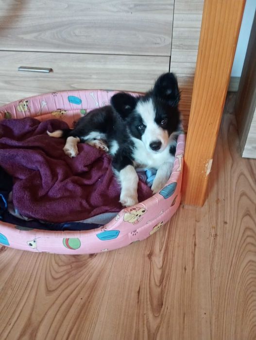 Border Collie śliczna suczka szczeniaczek