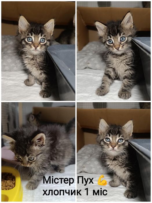 Крошечный котёнок бесплатно